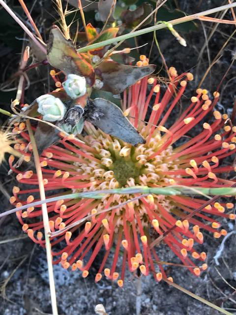 The Mains Guest House 2 Bedroom Farm Stay - QLD Tourism 18