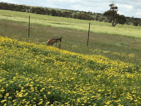 The Mains Guest House 2 Bedroom Farm Stay - QLD Tourism 15