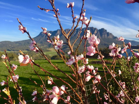 Manna Hill Farm - QLD Tourism 3