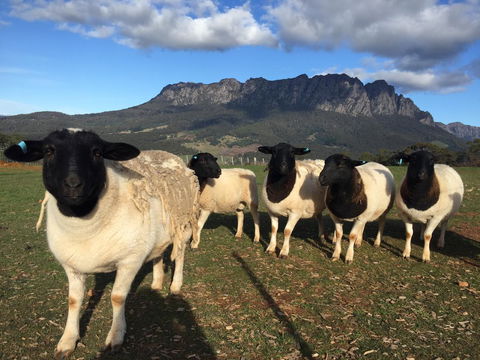 Manna Hill Farm - QLD Tourism 28