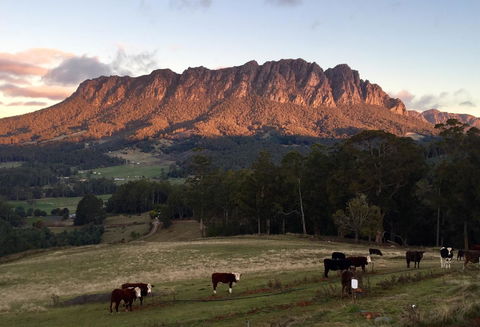 Manna Hill Farm - QLD Tourism 10