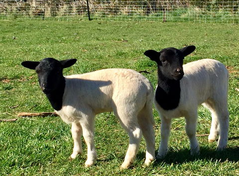 Manna Hill Farm - QLD Tourism 2