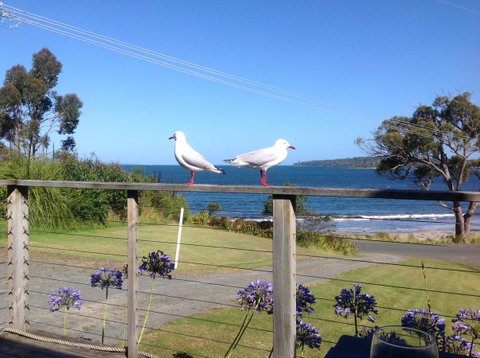 Summertime Cottage - QLD Tourism 25