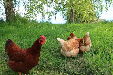 Cherry Top Farmstay - Boutique Eco Village - QLD Tourism 8
