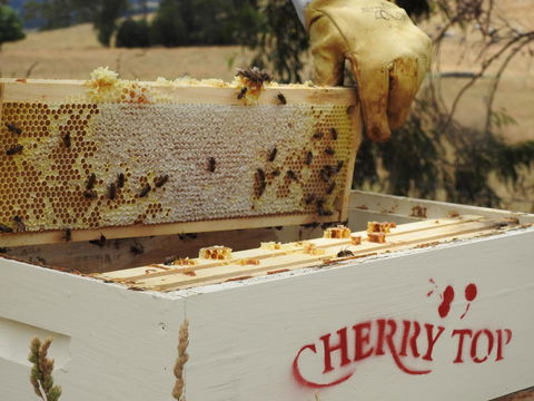 Cherry Top Farmstay - Boutique Eco Village - QLD Tourism 28