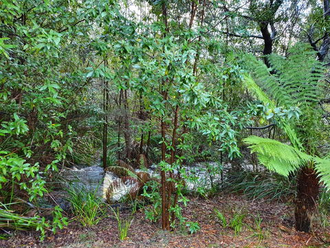 Roland B&B - QLD Tourism 12