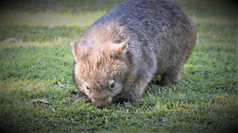 Roland B&B - QLD Tourism 26