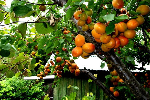 Eureka Farm - Queensland Tourism 8