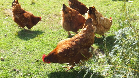 Eureka Farm - Queensland Tourism 27