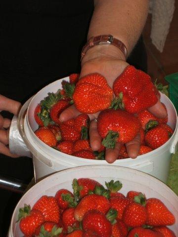 Eureka Farm - Queensland Tourism 17