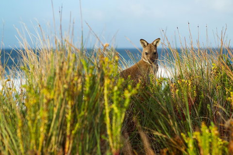 Island Breeze Motel - QLD Tourism 24