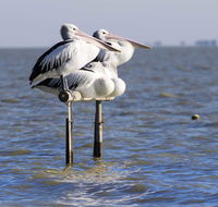 Pelican Perch Retreat - QLD Tourism