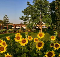 Quirindi Sunflower Motor Inn - QLD Tourism