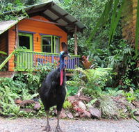 Rainforest Hideaway - Queensland Tourism