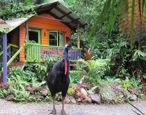 Rainforest Hideaway - Queensland Tourism 0