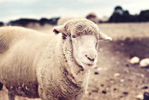 Redwing Farm Stay - QLD Tourism 3