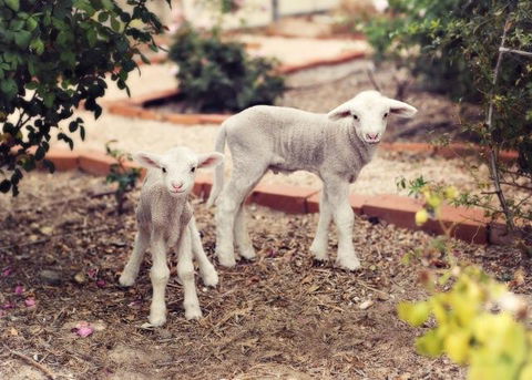 Redwing Farm Stay - QLD Tourism 2