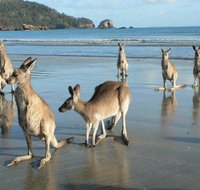 Seaforth Holiday Units - QLD Tourism