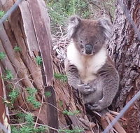 Stringybark Hills Retreat - Queensland Tourism