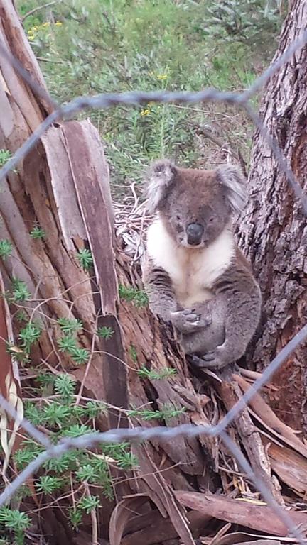 Stringybark Hills Retreat - Queensland Tourism 0