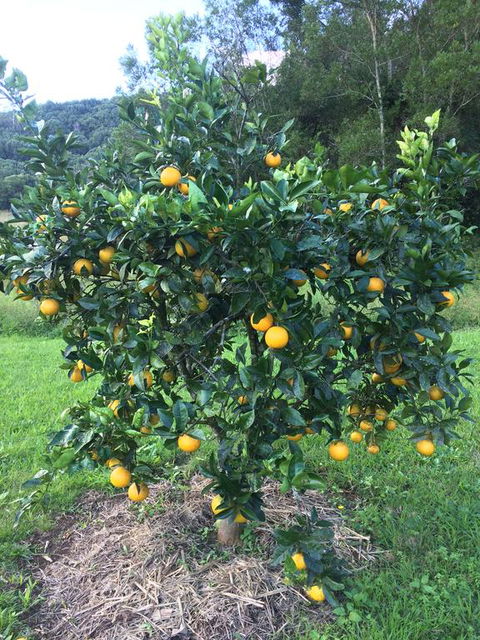 Terania Creek Farmstay - QLD Tourism 2