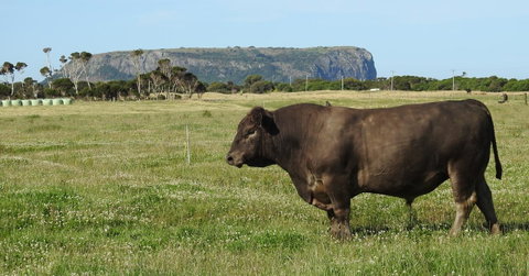 Ellie\'s Cottages - QLD Tourism 40