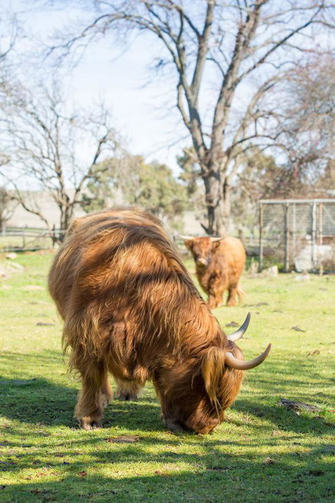 Ratho Farm - QLD Tourism 4