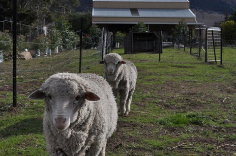 Taras Richmond Farmstay - QLD Tourism 14