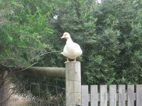 Taras Richmond Farmstay - QLD Tourism 16
