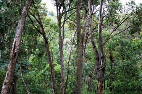 Tangenong Cottages - QLD Tourism 9