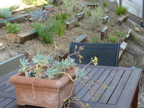 Saje\'s House & Pod - QLD Tourism 12