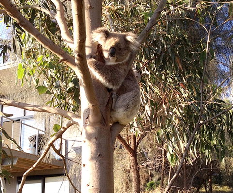 Apollos View Accommodation - QLD Tourism 22