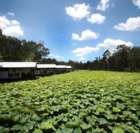 The Boathouses at Leaves  Fishes - Queensland Tourism