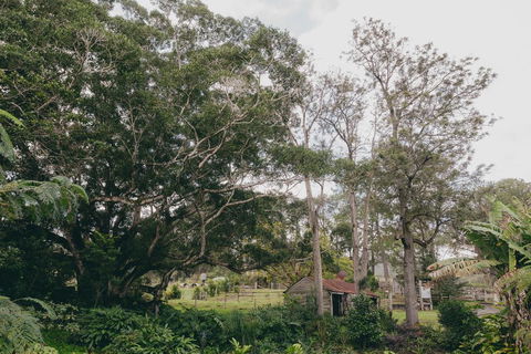 The Eumundi Dairy - QLD Tourism 1