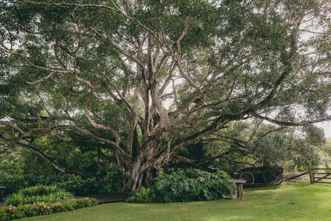 The Eumundi Dairy - QLD Tourism 2