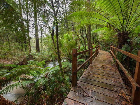 The Source, Otways - QLD Tourism 0