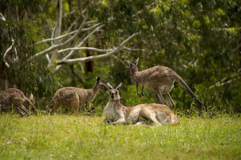 The Stirling Golf Club - QLD Tourism 1