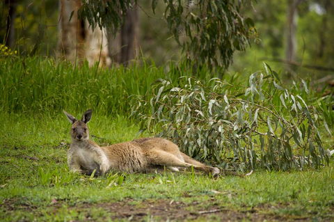 The Stirling Golf Club - QLD Tourism 0