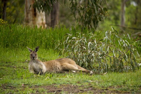 The Stirling Golf Club - QLD Tourism 0