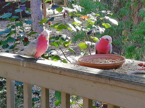 The Treehouse In Dawesville - QLD Tourism 0