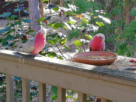 The Treehouse In Dawesville - QLD Tourism 1