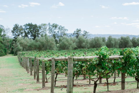 Tranquil Vale Vineyard - QLD Tourism 2