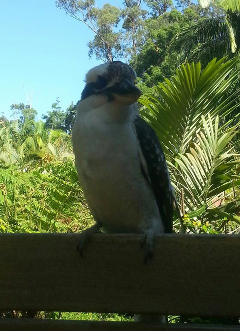 Tropic Oasis - QLD Tourism 3