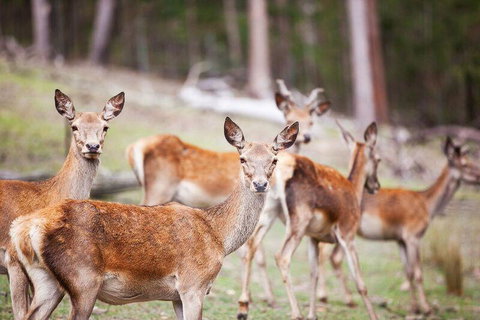 Villa Cervi Property - QLD Tourism 0