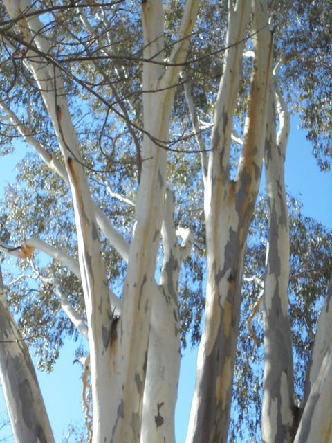 Wagga Wagga Tourist Park - QLD Tourism 3