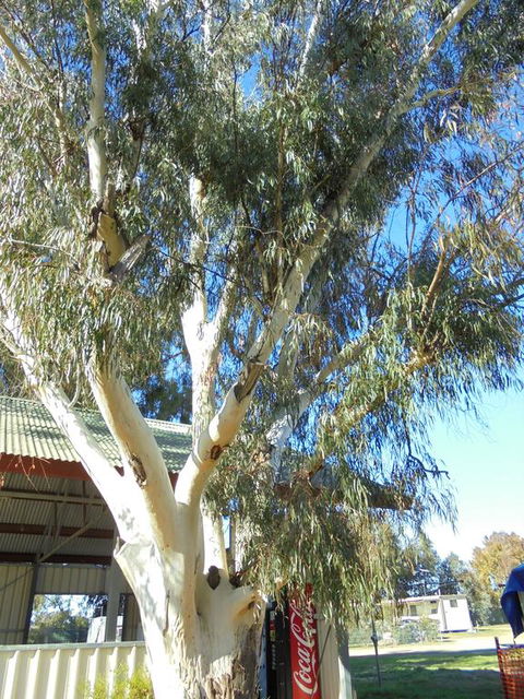 Wagga Wagga Tourist Park - QLD Tourism 2