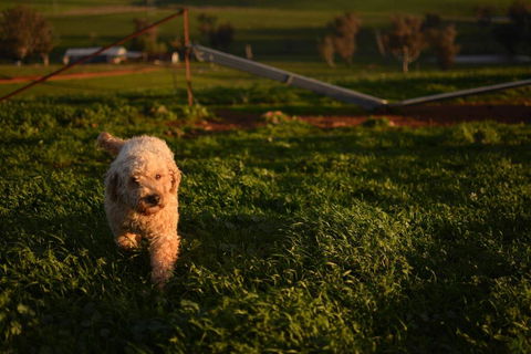 Wantana Cottage Farmstay - QLD Tourism 1