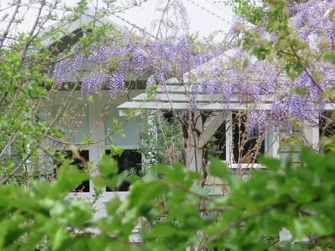 Amelina Cottages - Queensland Tourism 5