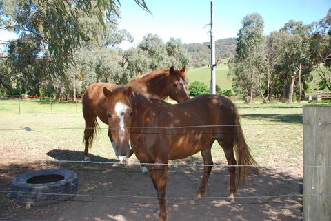 Bluegum Ridge Cottages - Queensland Tourism 34