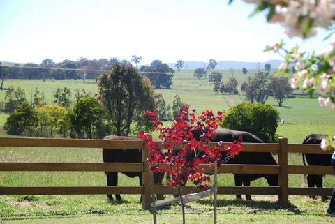 Bluegum Ridge Cottages - Queensland Tourism 33